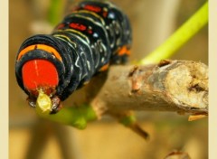 Fonds d'cran Animaux Chenille