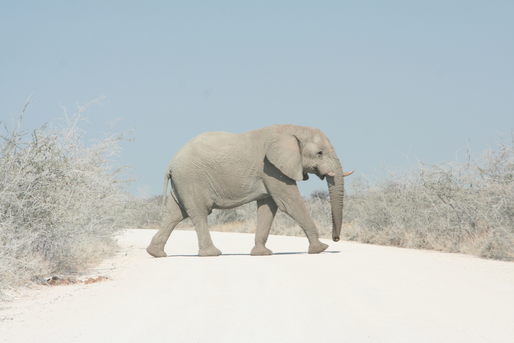 Fonds d'cran Animaux Elphants Attention, traverse d'lphants