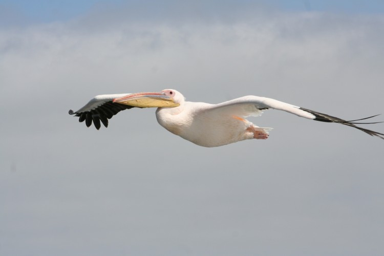 Fonds d'cran Animaux Oiseaux - Albatros Ca plane pour lui