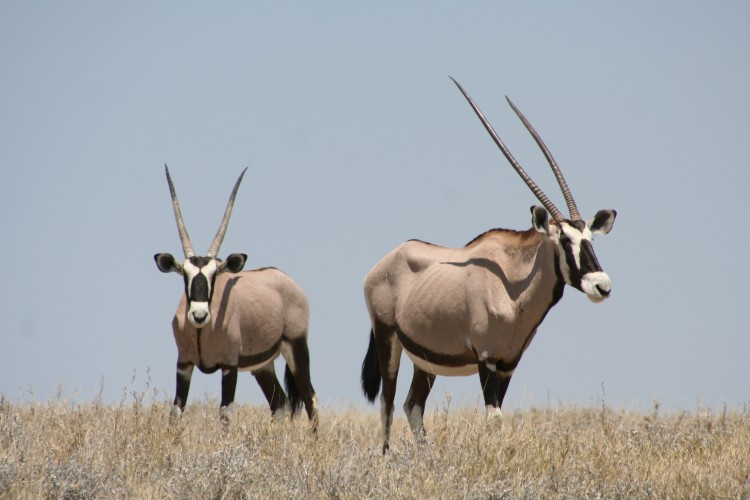 Fonds d'cran Animaux Divers Oryx