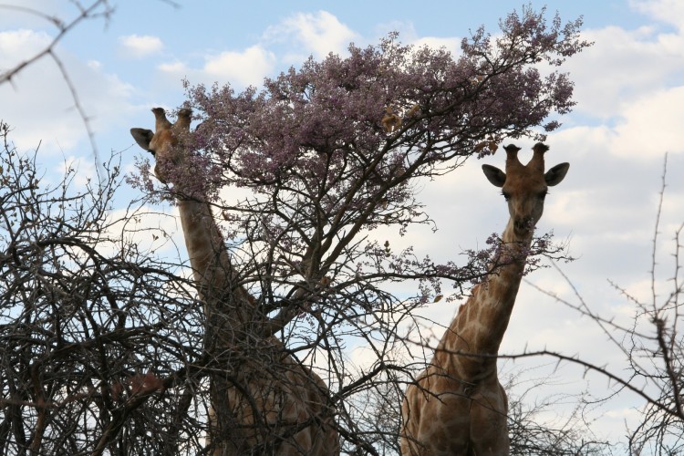 Fonds d'cran Animaux Girafes Nous sommes des soeurs jumelles ...