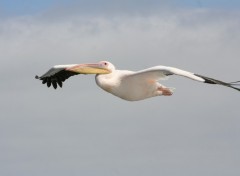 Fonds d'cran Animaux Ca plane pour lui