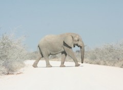 Wallpapers Animals Attention, traverse d'lphants