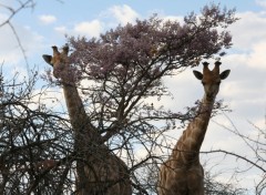 Fonds d'cran Animaux Nous sommes des soeurs jumelles ...