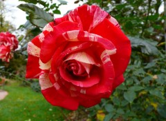 Fonds d'cran Nature ROSE