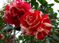 Fonds d'cran Nature ROSES