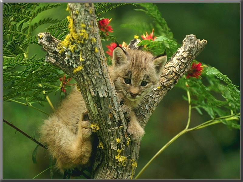 Wallpapers Animals Felines - Lynxs Bb lynx