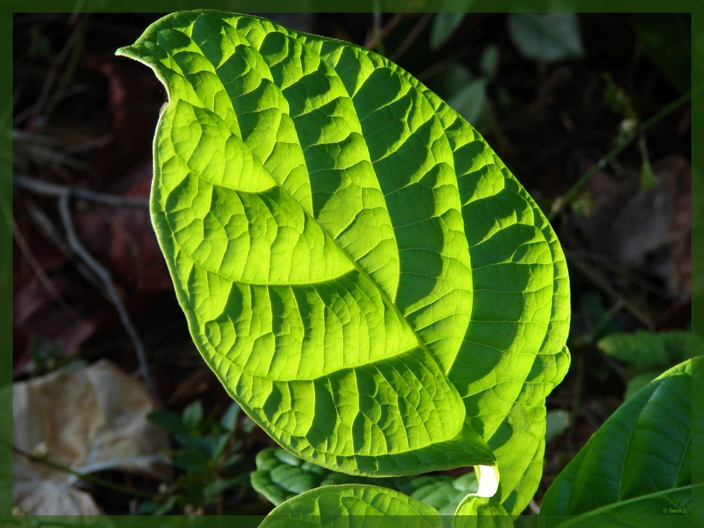 Wallpapers Nature Leaves - Foliage Chlorophylle