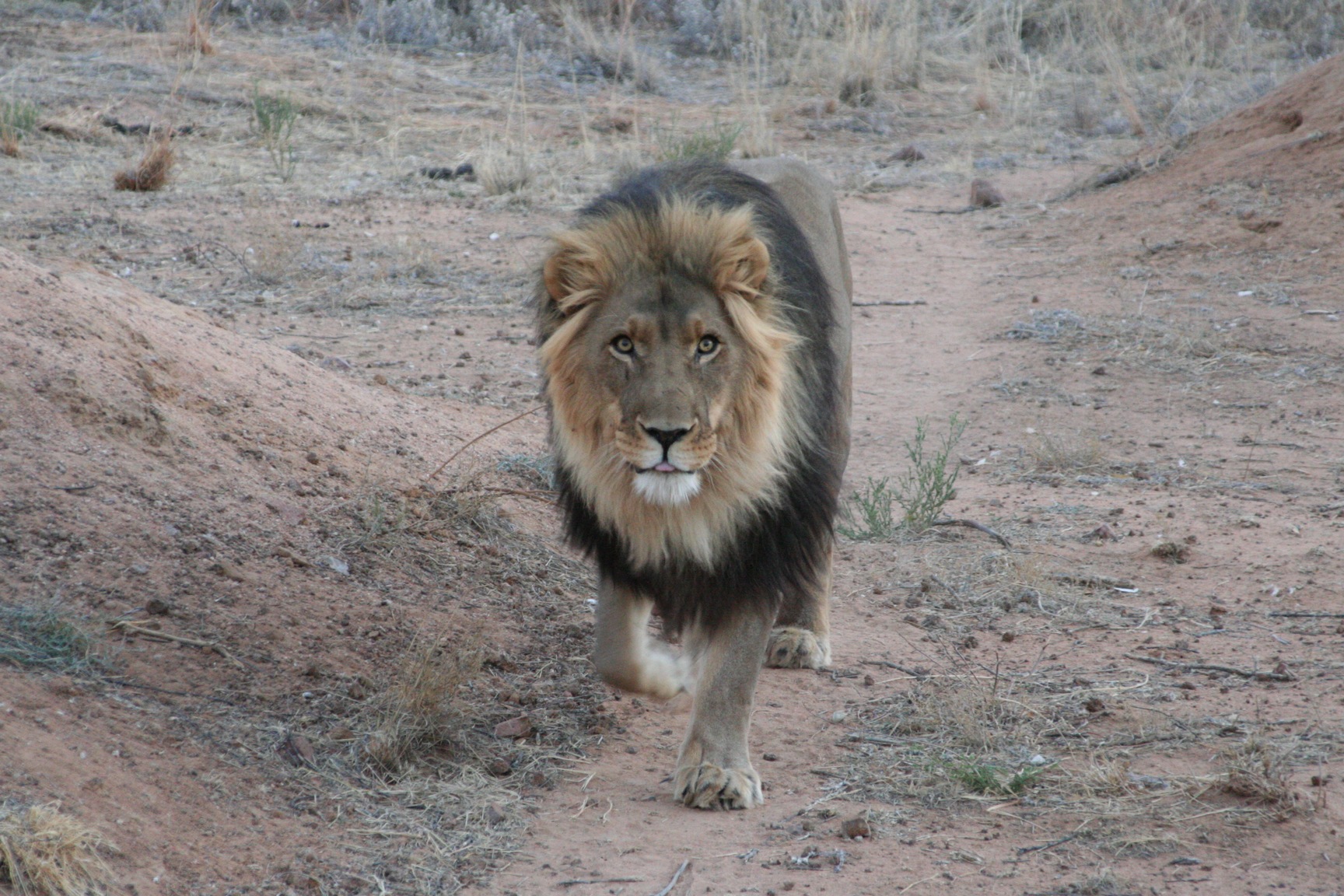 Fonds d'cran Animaux Flins - Lions Face  face avec un roi ...