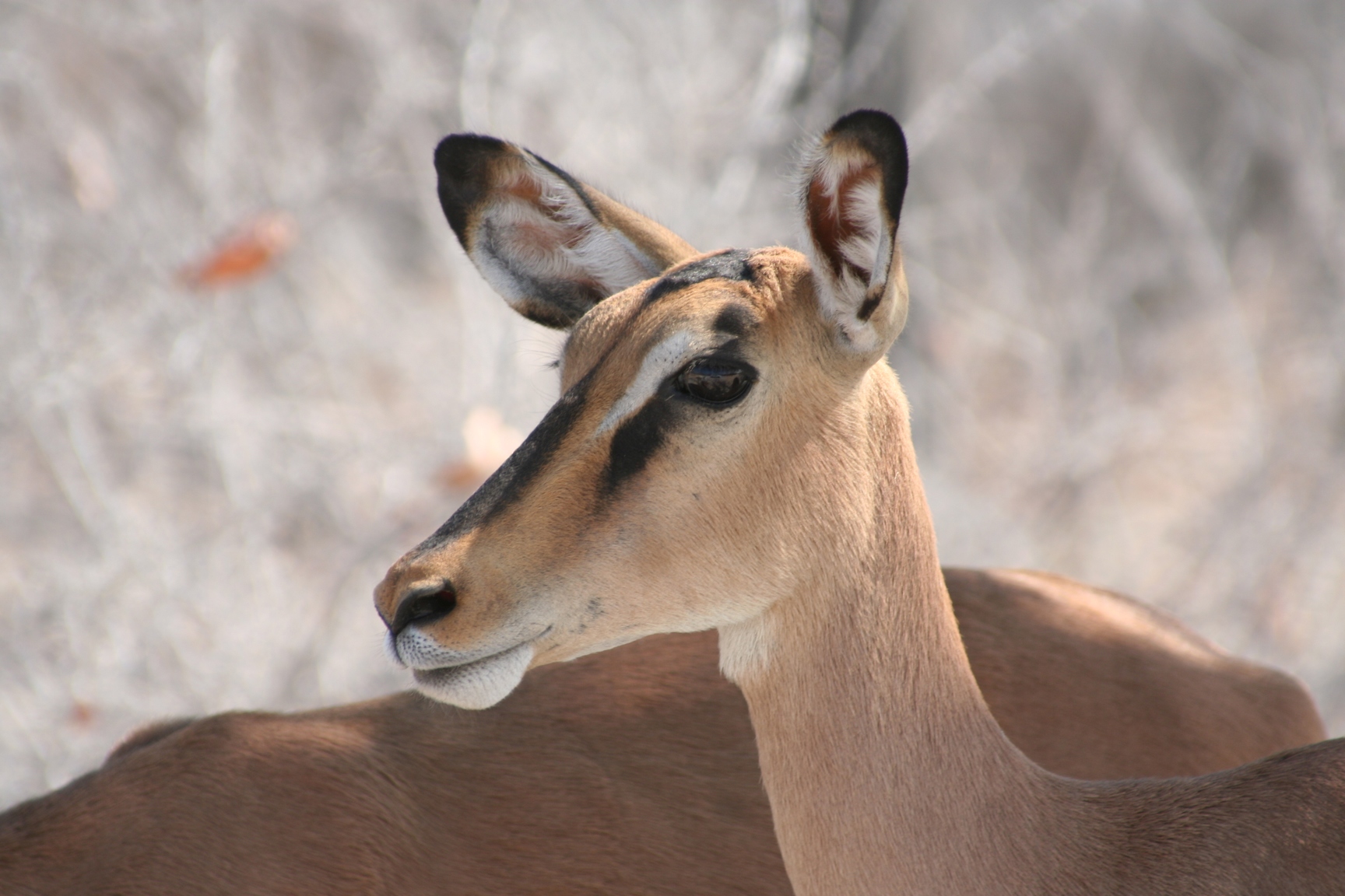 Fonds d'cran Animaux Impalas Princesse de la savane