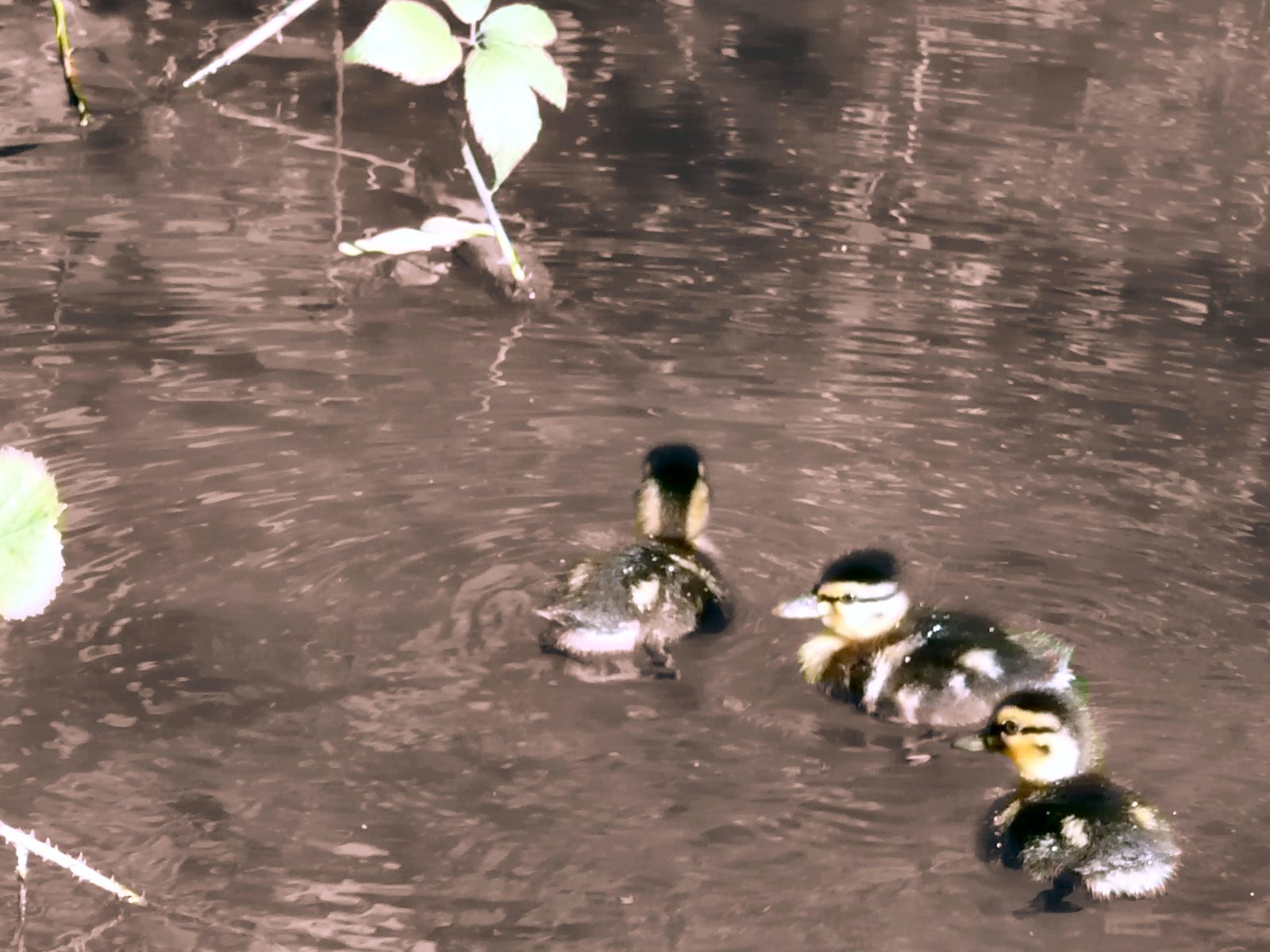 Fonds d'cran Animaux Oiseaux - Canards Band On The Run