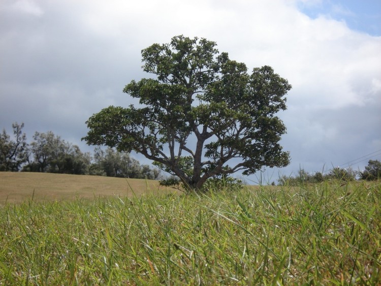 Wallpapers Nature Trees - Forests SOLITAIRE