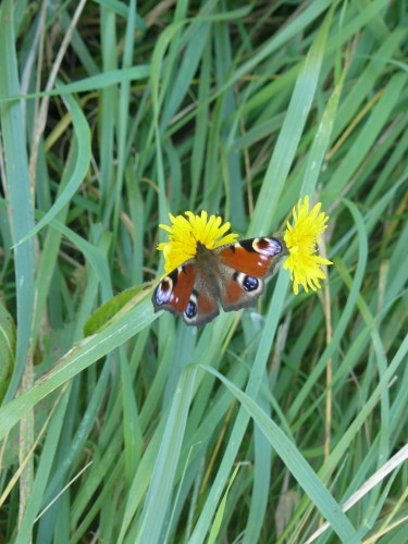 Fonds d'cran Animaux Insectes - Papillons Papillon