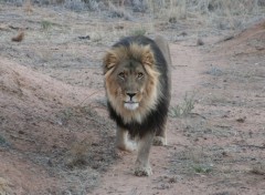 Fonds d'cran Animaux Face  face avec un roi ...