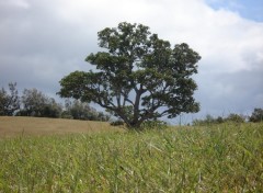 Fonds d'cran Nature SOLITAIRE