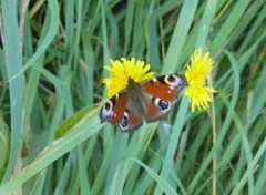 Fonds d'cran Animaux Papillon