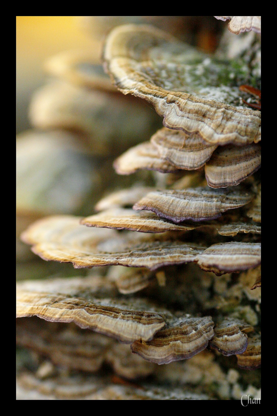 Fonds d'cran Nature Champignons 