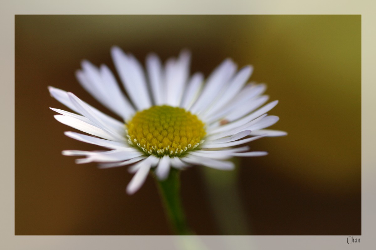 Fonds d'cran Nature Fleurs 