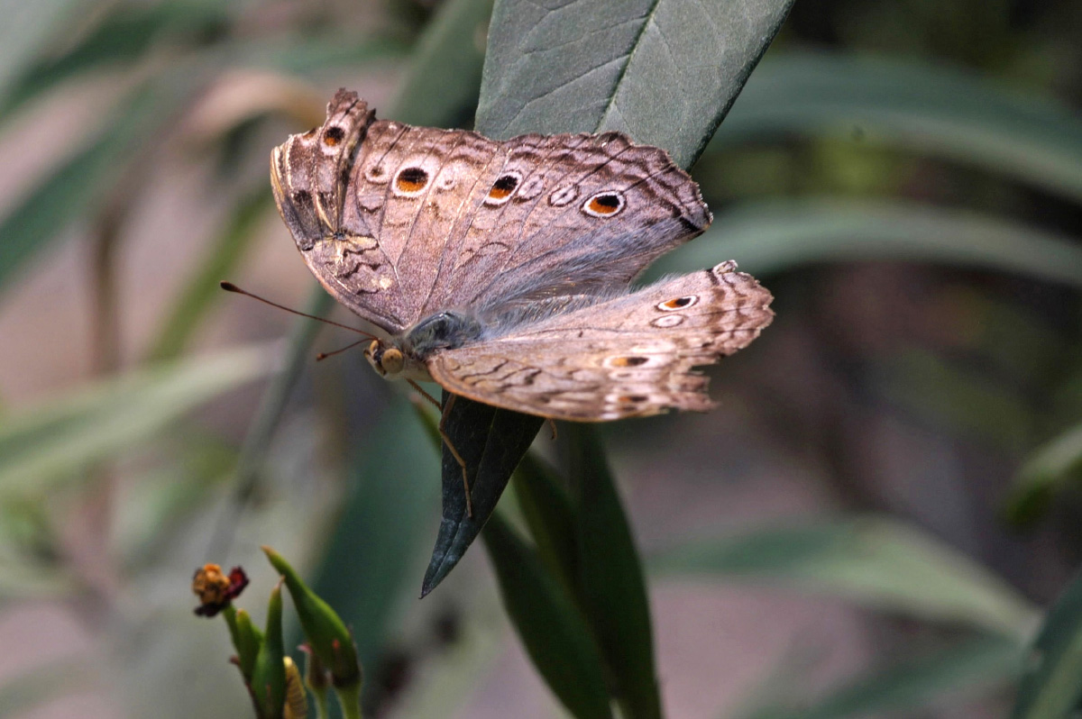 Wallpapers Animals Insects - Butterflies Prcis Atlites