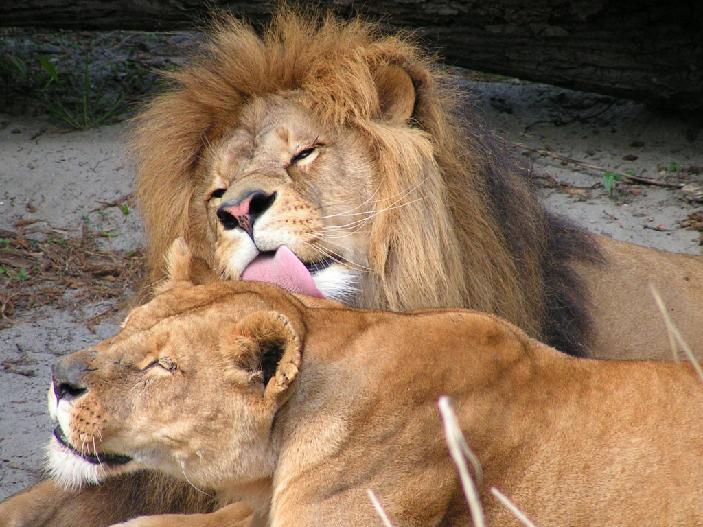 Fonds d'cran Animaux Flins - Lions Le p'tit couple