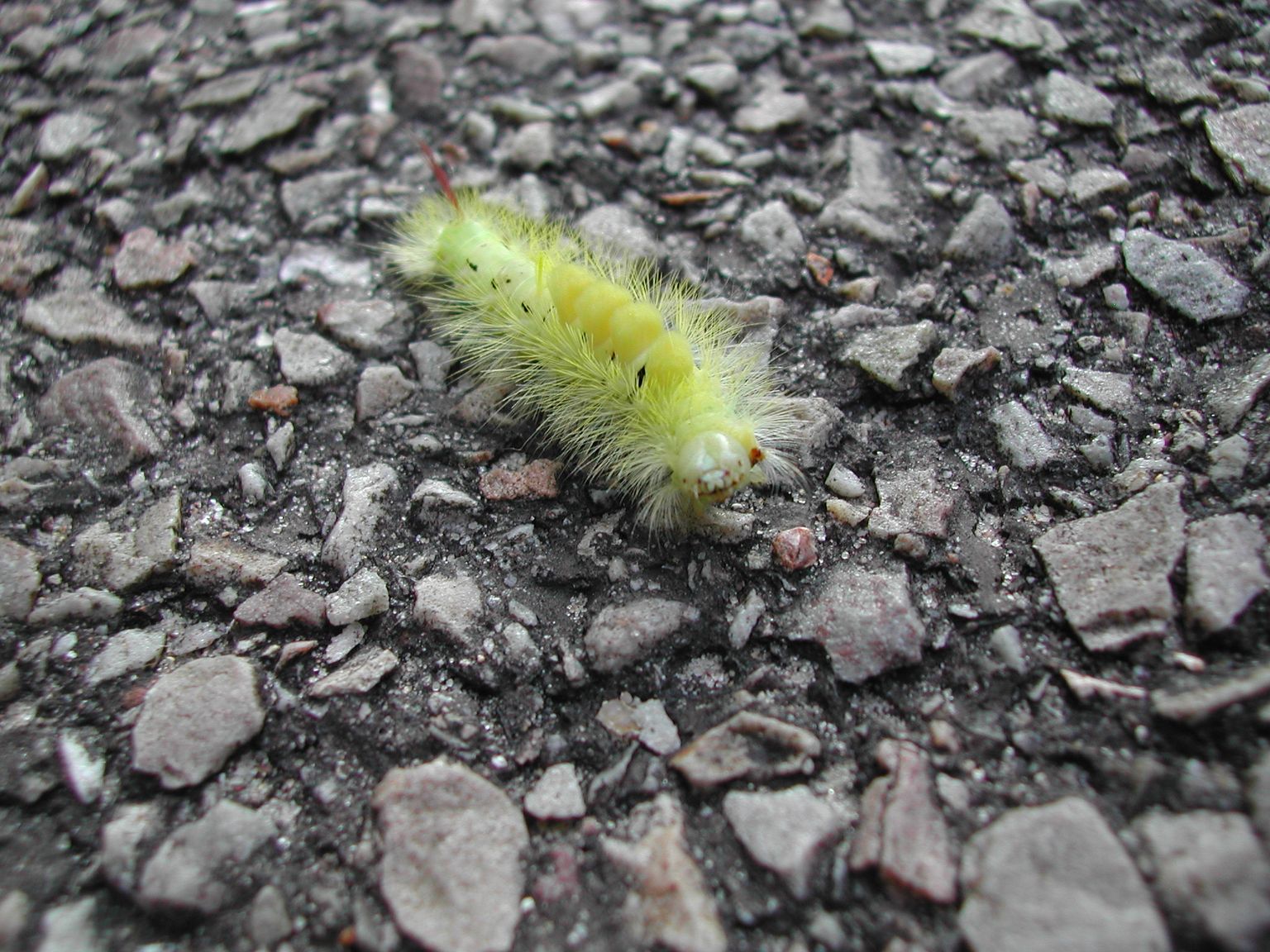 Fonds d'cran Animaux Insectes - Chenilles Chenille d'Octobre