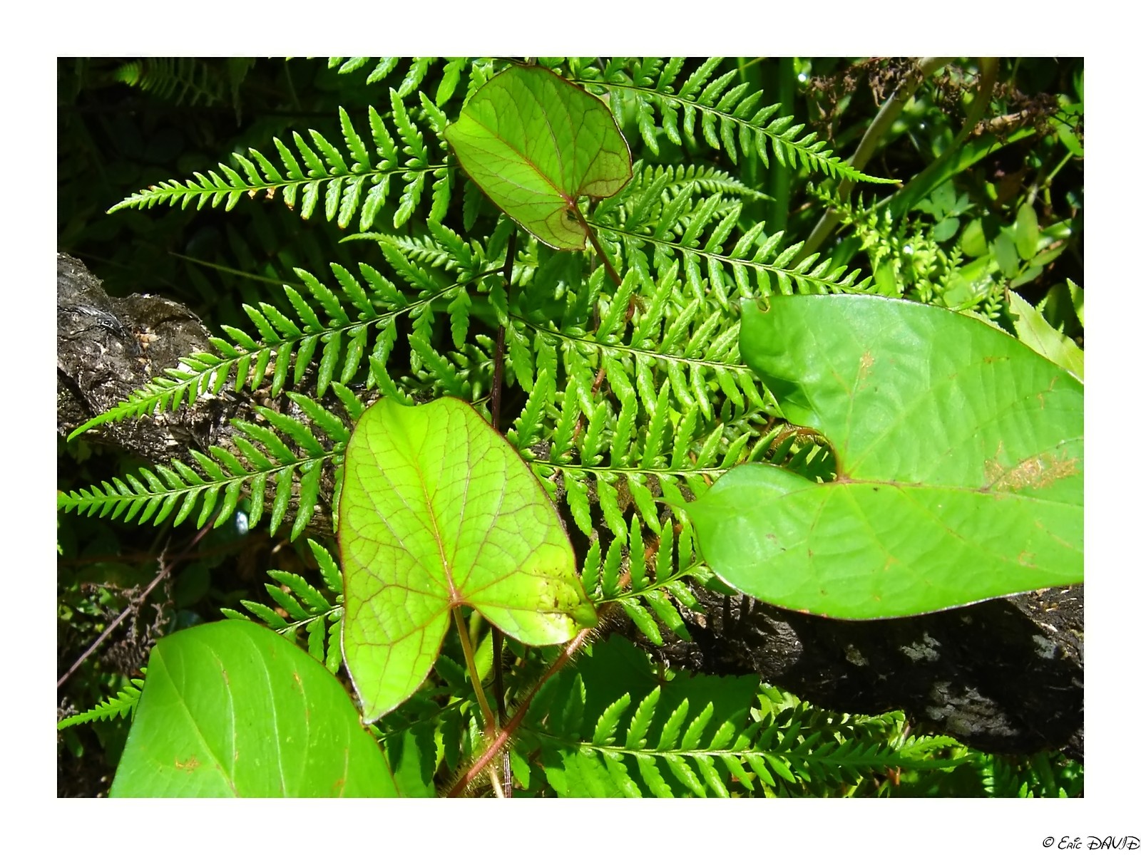 Wallpapers Nature Leaves - Foliage Octobre vert