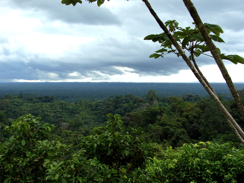 Fonds d'cran Nature Arbres - Forts Fort amazonienne