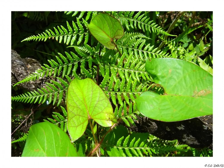 Fonds d'cran Nature Feuilles - Feuillages Octobre vert