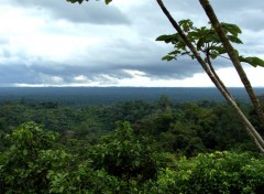 Fonds d'cran Nature Fort amazonienne