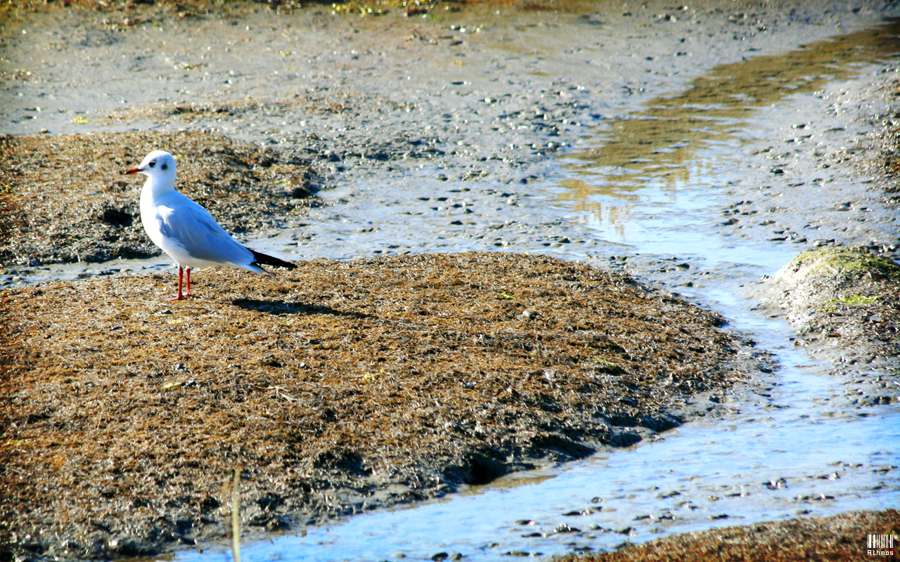 Wallpapers Animals Birds - Gulls Petite mouette