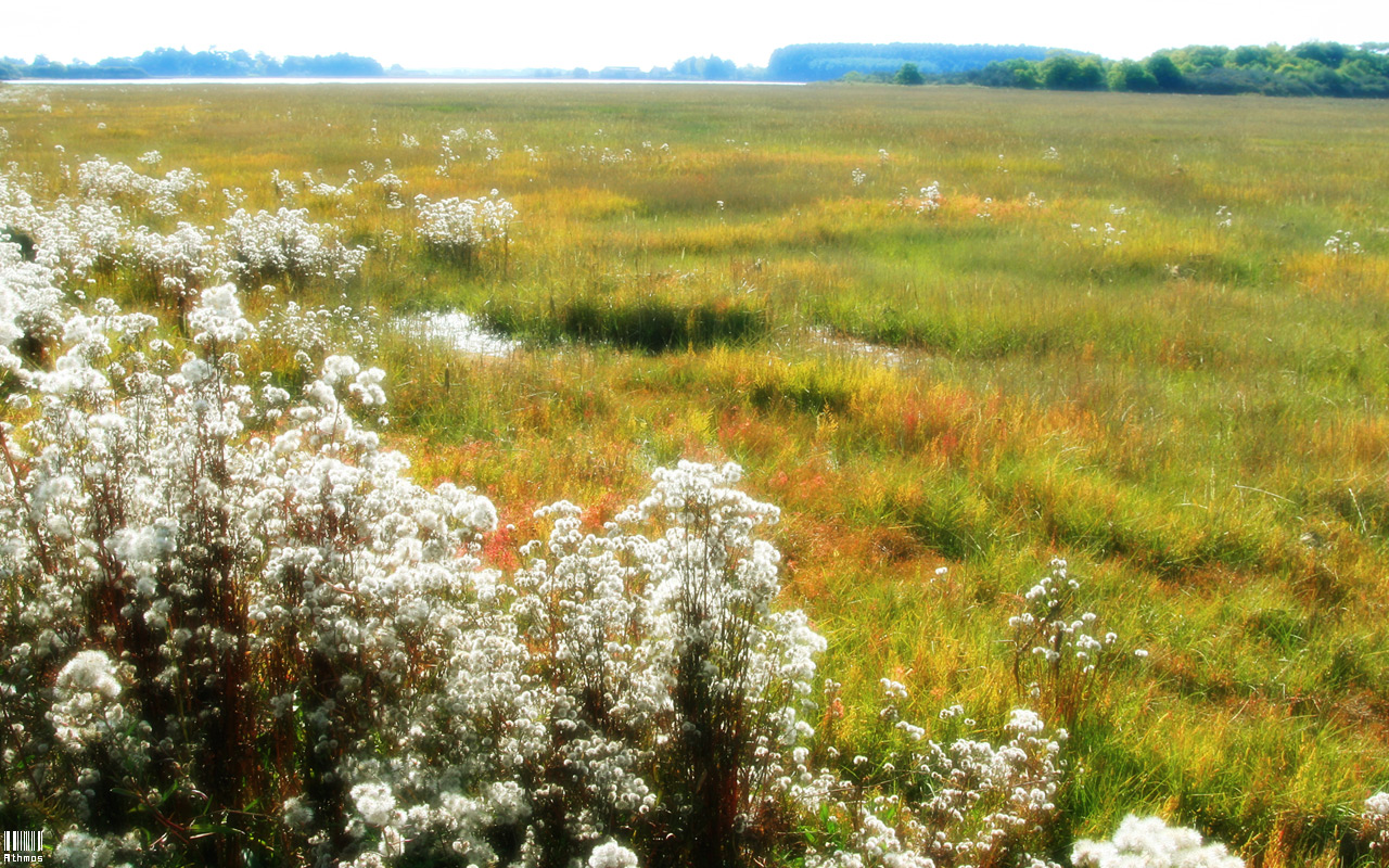 Fonds d'cran Nature Marais Marais prs de Sn (Morbihan)