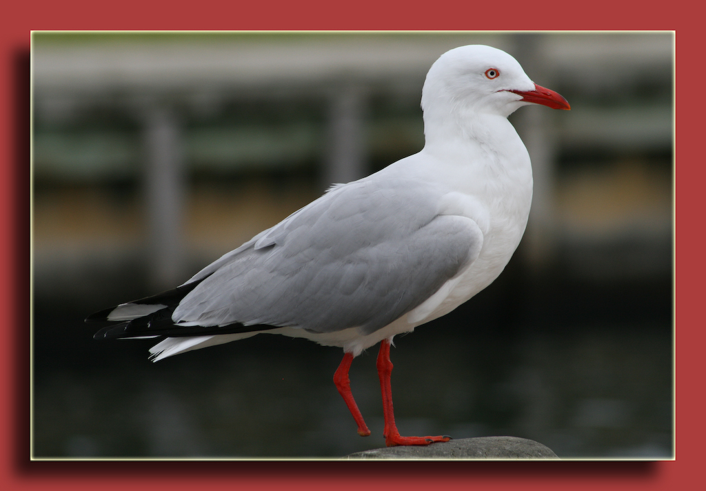 Fonds d'cran Animaux Oiseaux - Mouettes et Golands mouette a une patte