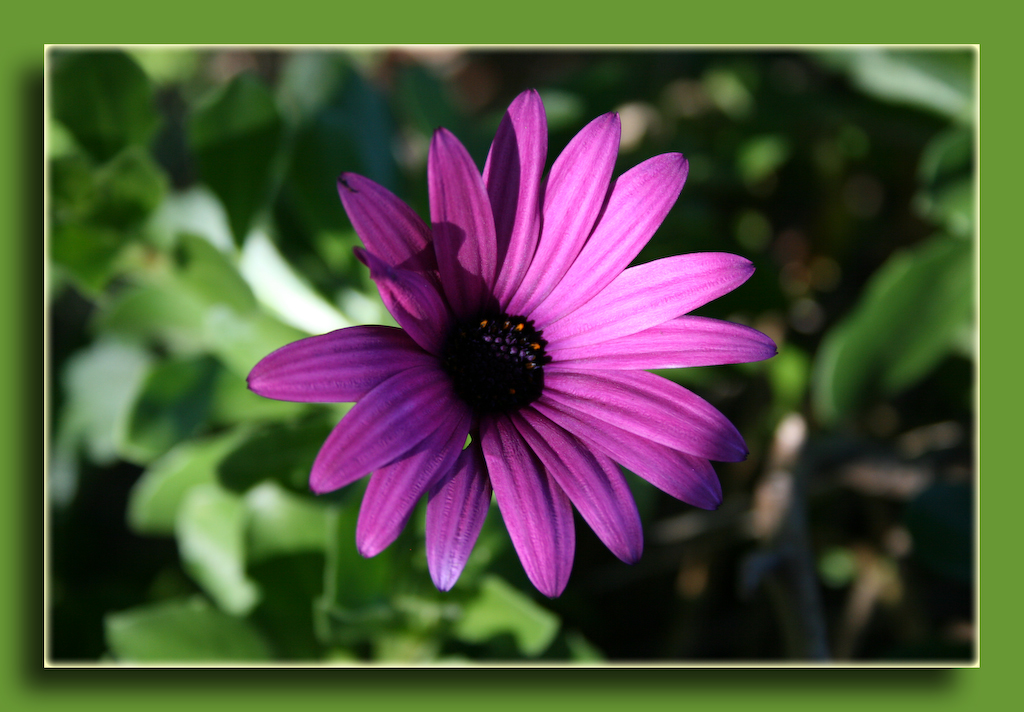 Fonds d'cran Nature Fleurs fleur prise en australie