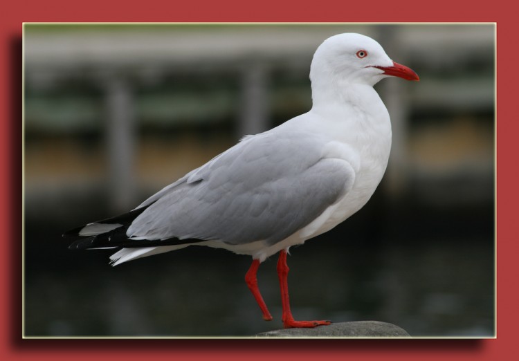 Fonds d'cran Animaux Oiseaux - Mouettes et Golands mouette a une patte