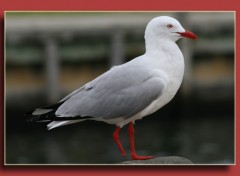 Wallpapers Animals mouette a une patte