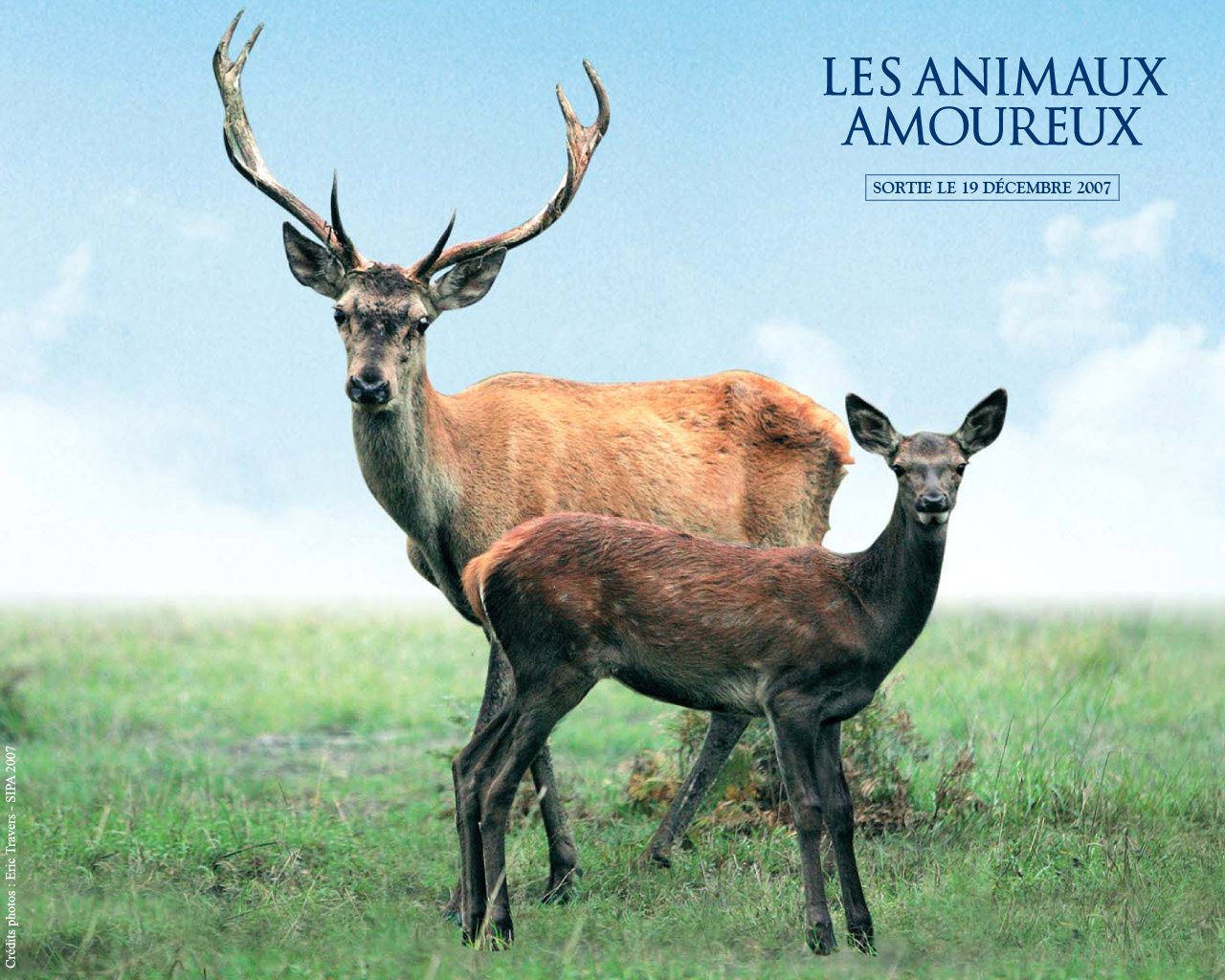 Fonds d'cran Cinma Les Animaux Amoureux 