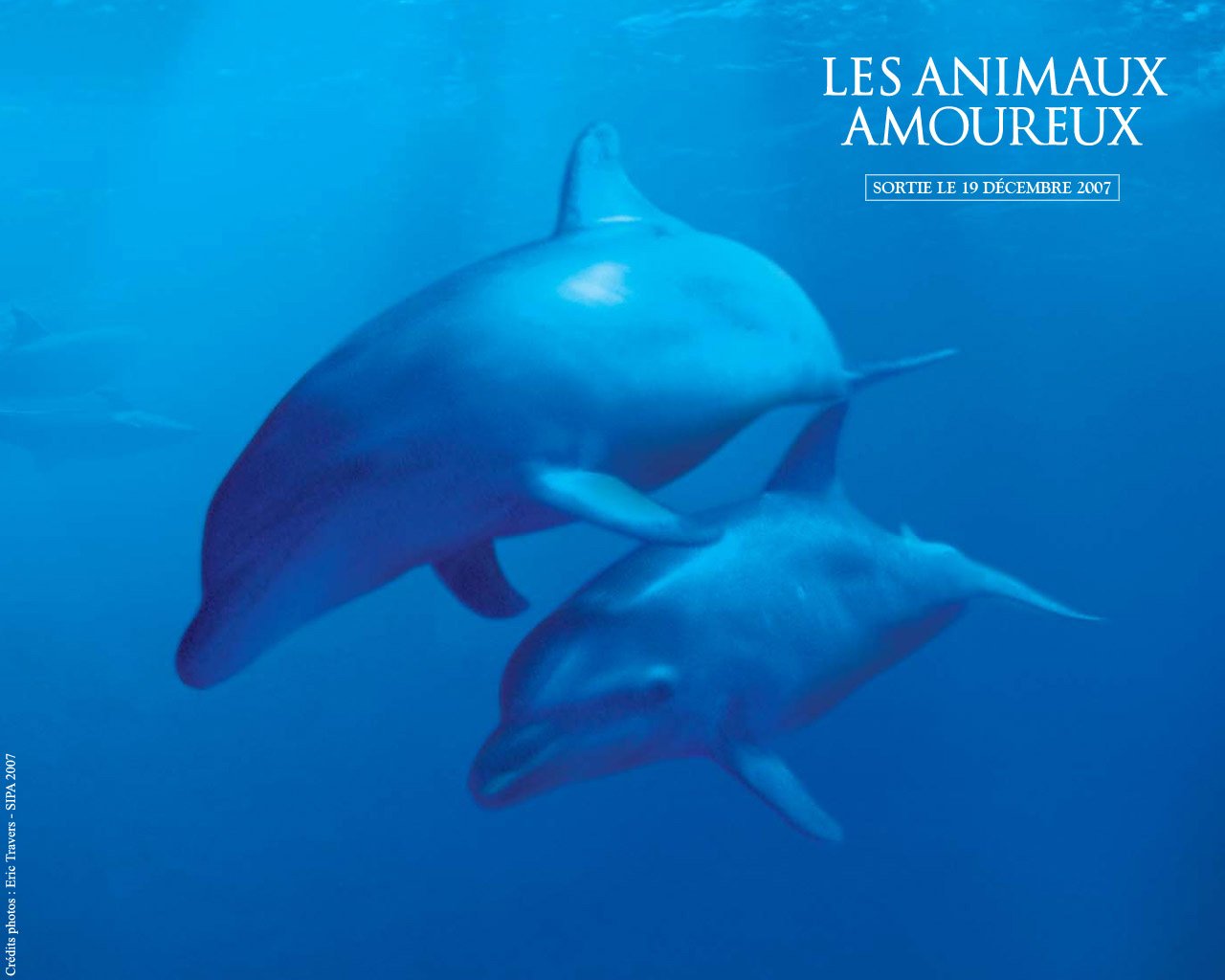 Fonds d'cran Cinma Les Animaux Amoureux 