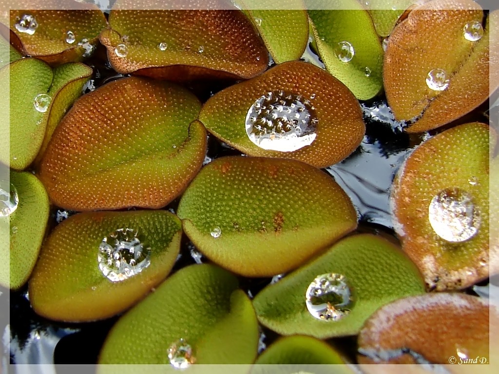 Wallpapers Nature Leaves - Foliage Perles d'eau