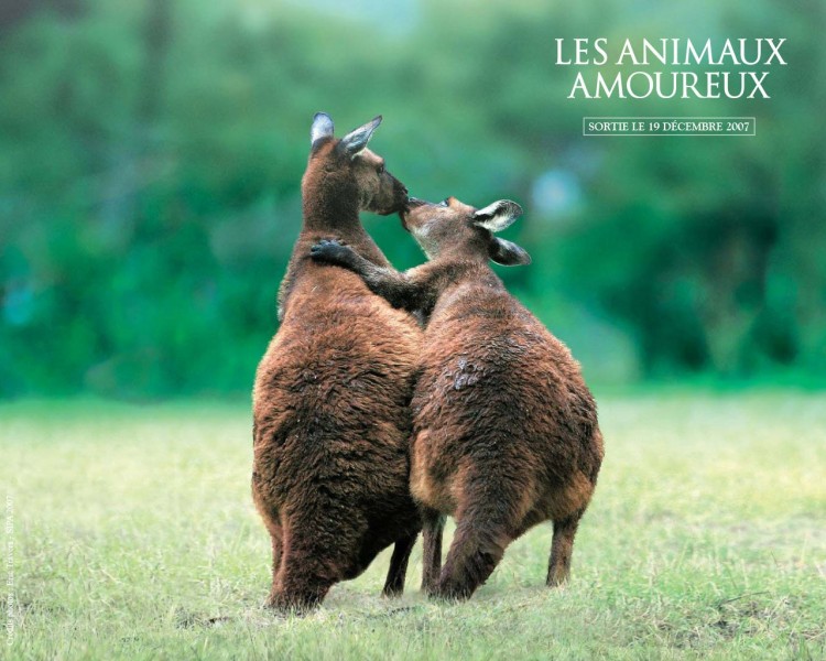 Fonds d'cran Cinma Les Animaux Amoureux Wallpaper N182074