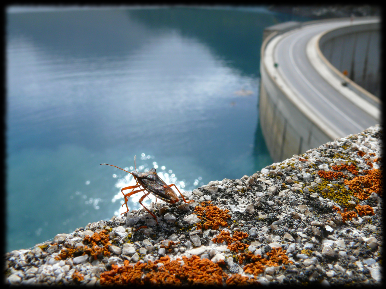 Fonds d'cran Animaux Insectes - Punaises Punaise au lac du Chevril