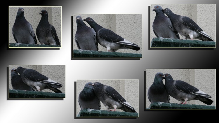 Fonds d'cran Animaux Oiseaux - Pigeons et Tourterelles amour de pigeon