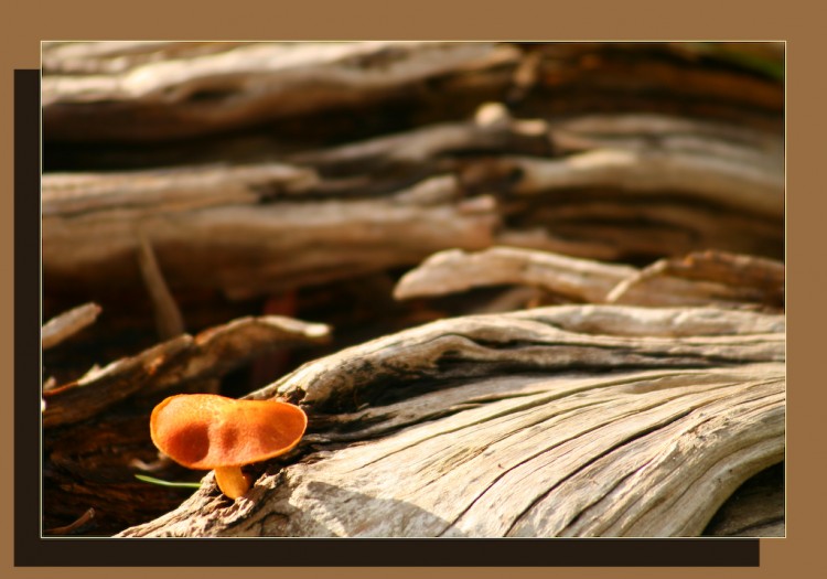 Wallpapers Nature Mushrooms champignon