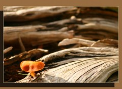 Fonds d'cran Nature champignon