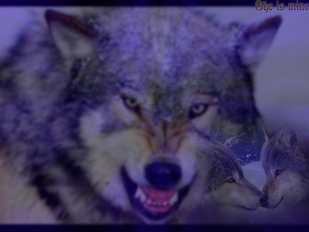 Wallpapers Animals Wolves She is mine