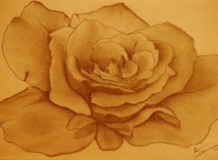 Fonds d'cran Art - Crayon une rose noire et blanche