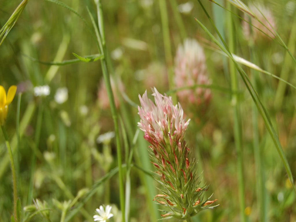 Wallpapers Nature Flowers fleur des champs