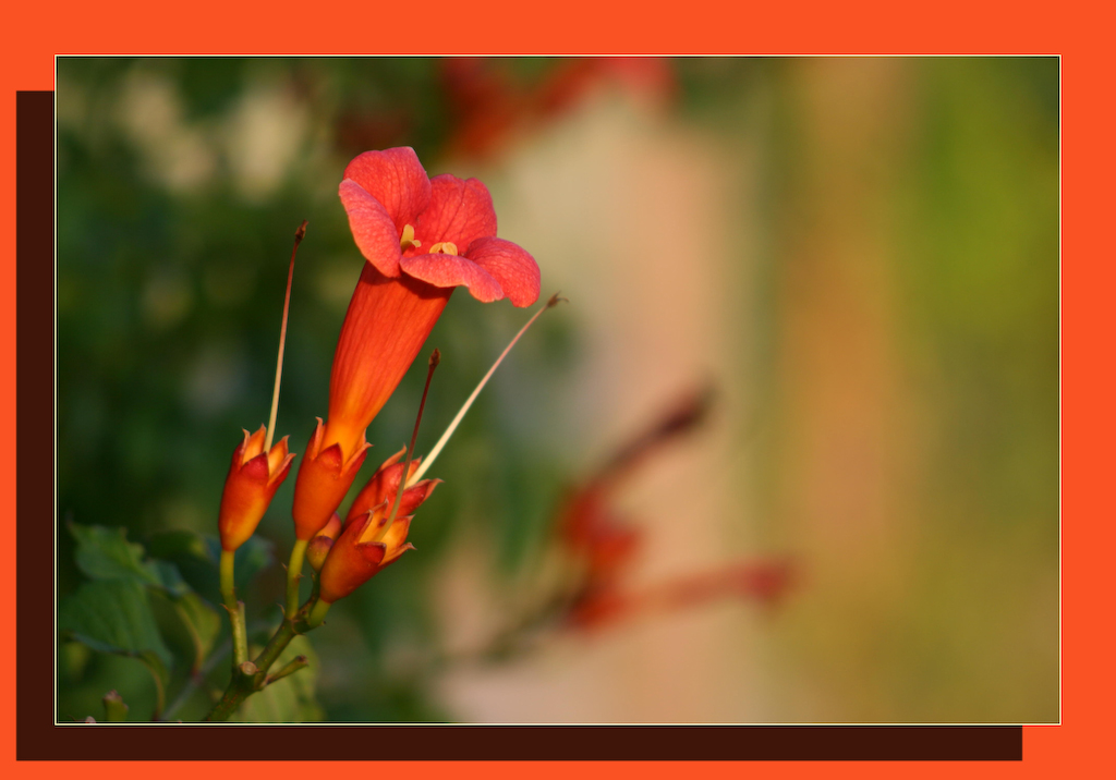 Fonds d'cran Nature Fleurs fleur