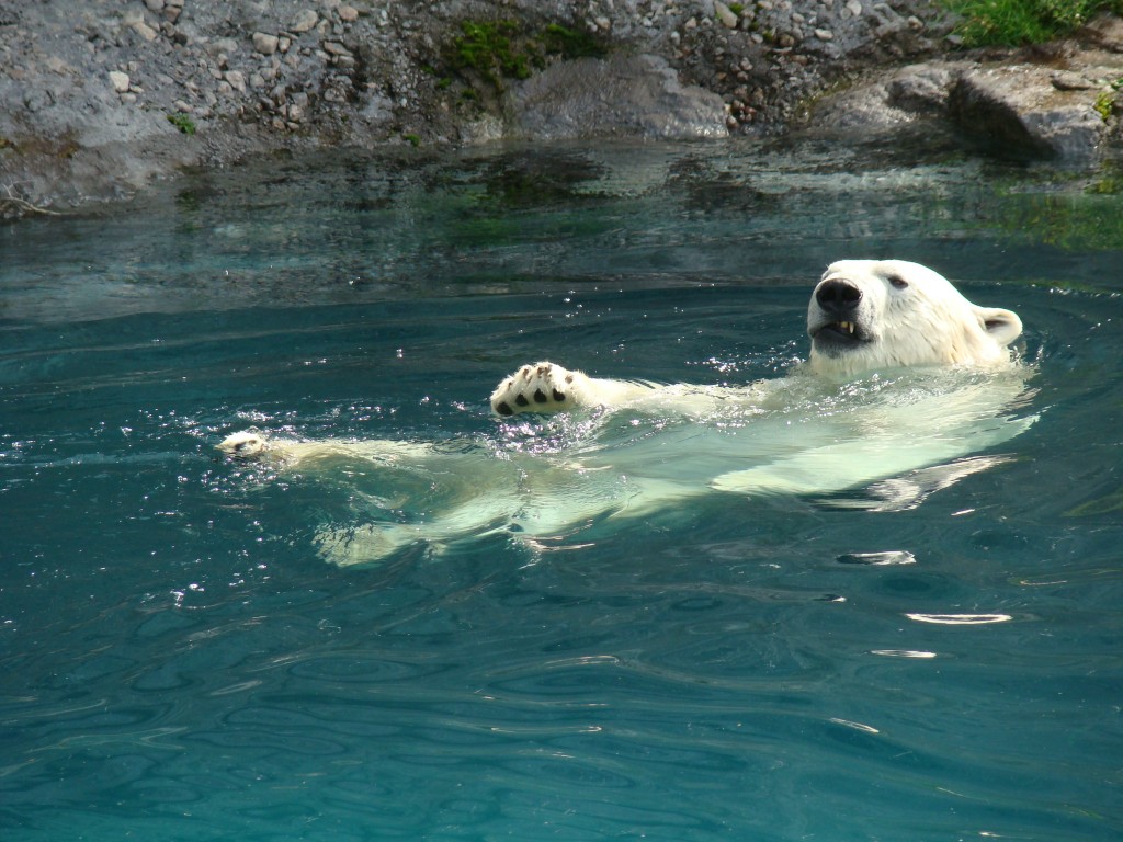 Fonds d'cran Animaux Ours Ours blanc