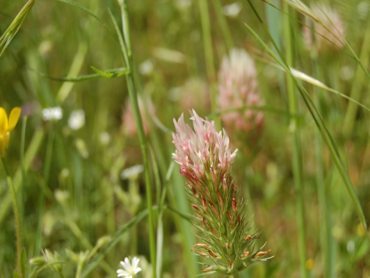 Fonds d'cran Nature Fleurs fleur des champs