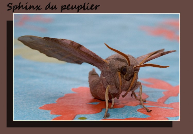 Fonds d'cran Animaux Insectes - Papillons sphinx du peuplier